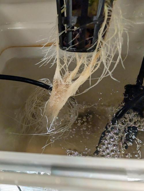 Sticky Broccoli DWC x Eternity Cup 2026. Week 1 - VT7