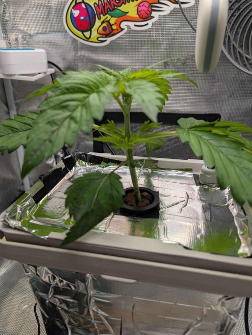 Sticky Broccoli DWC x Eternity Cup 2026. Week 2 - VT8