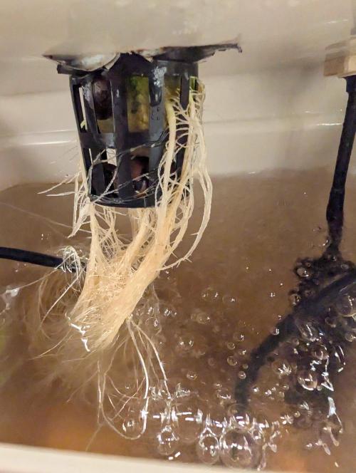 Sticky Broccoli DWC x Eternity Cup 2026. Week 2 - VT8