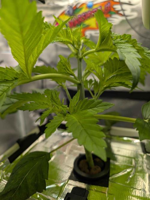 Sticky Broccoli DWC x Eternity Cup 2026. Week 2 - VT11, before topping 