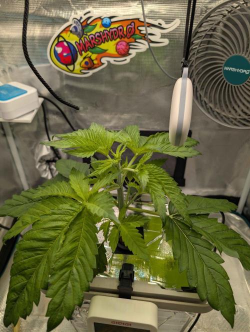 Sticky Broccoli DWC x Eternity Cup 2026. Week 2 - VT11, before topping 