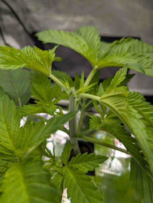 Sticky Broccoli DWC x Eternity Cup 2026. Week 2 - VT11, after topping