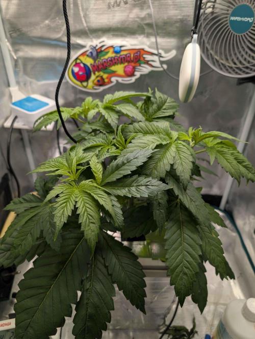 Sticky Broccoli DWC x Eternity Cup 2026. Week 3 - Day 18 before Scrog