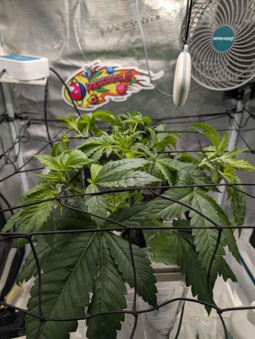 Sticky Broccoli DWC x Eternity Cup 2026. Week 3 - Day 18, first tuck