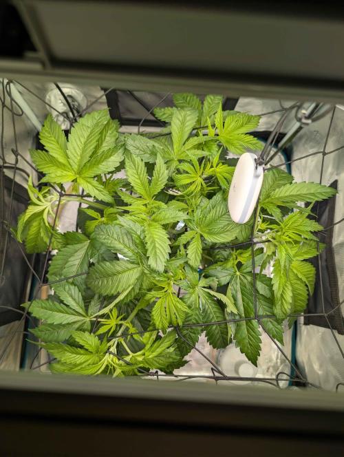 Sticky Broccoli DWC x Eternity Cup 2026. Week 3 - Day 20, 12/12 Switch.