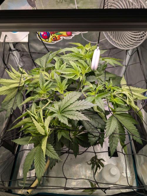 Sticky Broccoli DWC x Eternity Cup 2026. Week 4