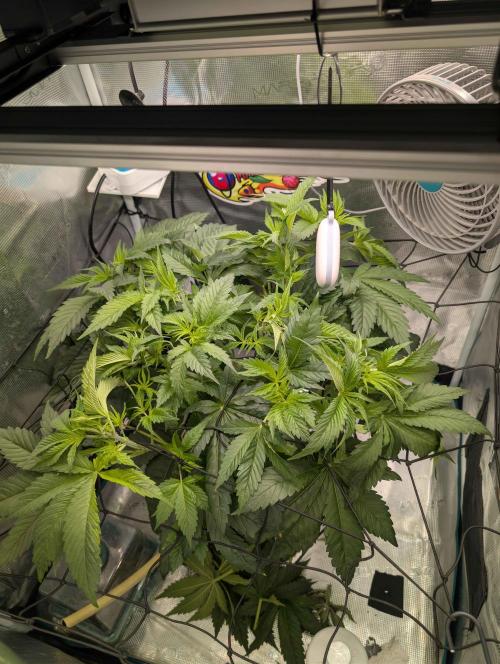 Sticky Broccoli DWC x Eternity Cup 2026. Week 4 - FD7