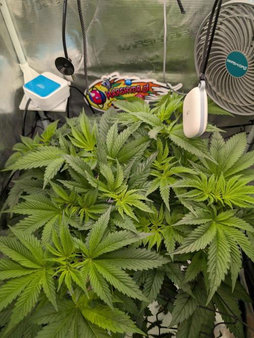 Sticky Broccoli DWC x Eternity Cup 2026. Week 5 - FD9