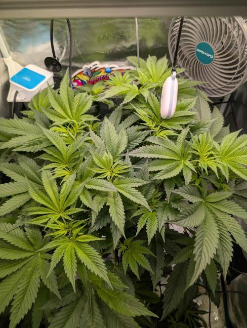 Sticky Broccoli DWC x Eternity Cup 2026. Week 5