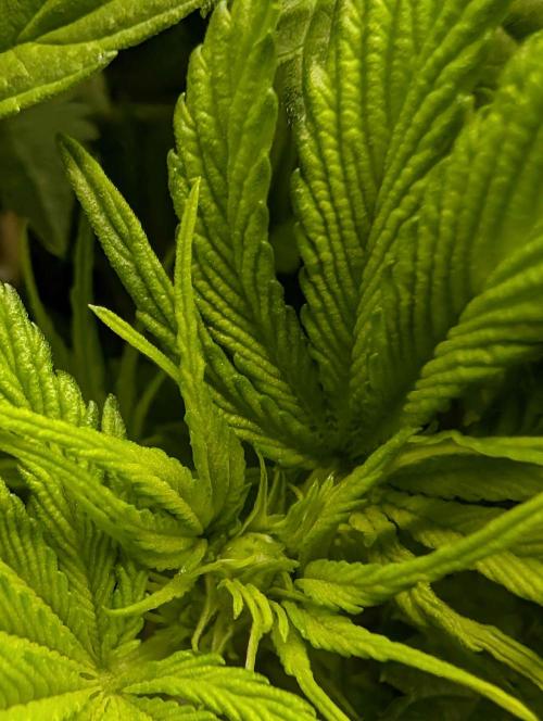 Sticky Broccoli DWC x Eternity Cup 2026. Week 5 - FD14