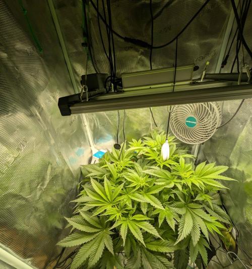 Sticky Broccoli DWC x Eternity Cup 2026. Week 5 - FD14