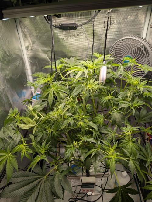 Sticky Broccoli DWC x Eternity Cup 2026. Week 6 - FD21