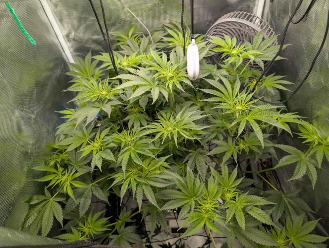 Sticky Broccoli DWC x Eternity Cup 2026. Week 7 - FD23