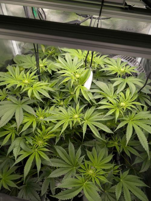 Sticky Broccoli DWC x Eternity Cup 2026. Week 7 - FD25