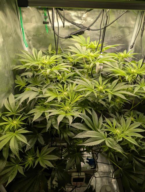 Sticky Broccoli DWC x Eternity Cup 2026. Week 7 - FD27