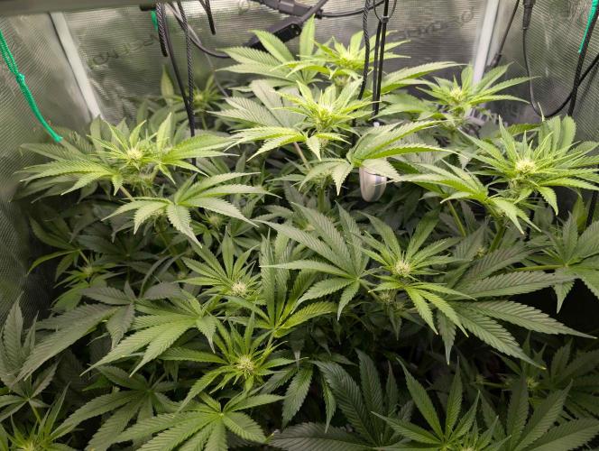 Sticky Broccoli DWC x Eternity Cup 2026. Week 8 - FD28