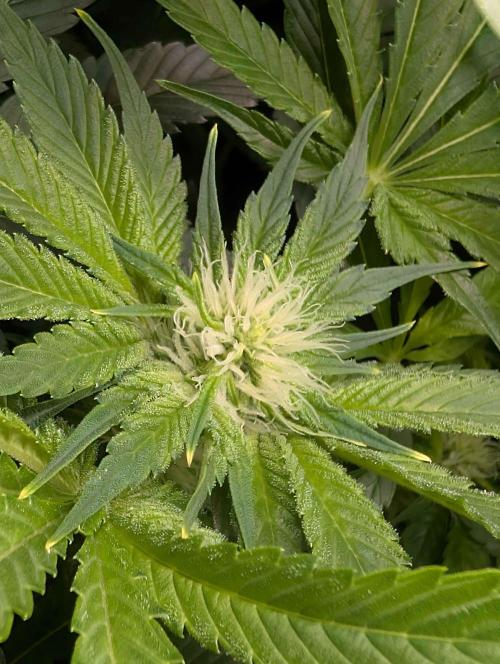 Sticky Broccoli DWC x Eternity Cup 2026. Week 8 - FD32