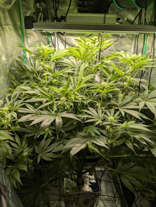 Sticky Broccoli DWC x Eternity Cup 2026. Week 8 - FD32
