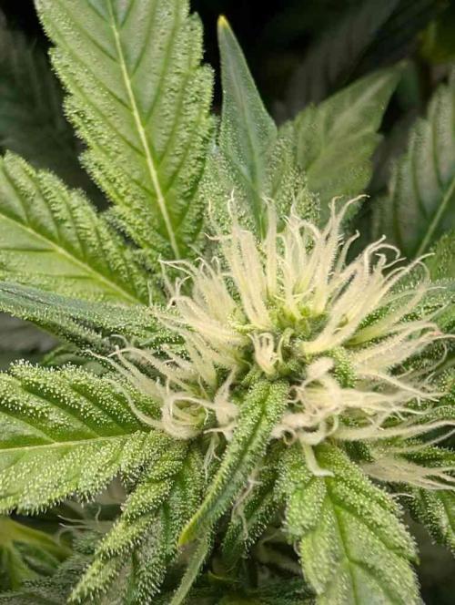 Sticky Broccoli DWC x Eternity Cup 2026. Week 9 - FD37