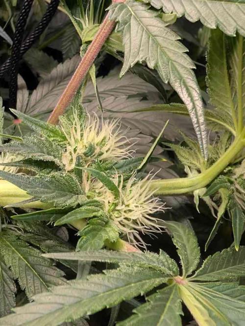 Sticky Broccoli DWC x Eternity Cup 2026. Week 9 - FD37
