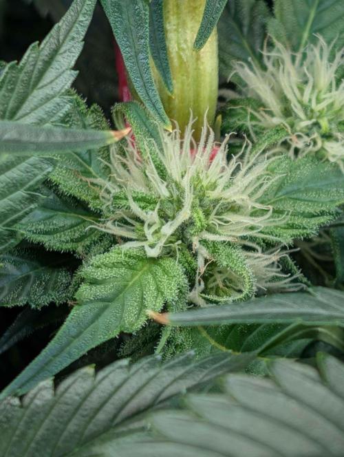 Sticky Broccoli DWC x Eternity Cup 2026. Week 9 - FD40