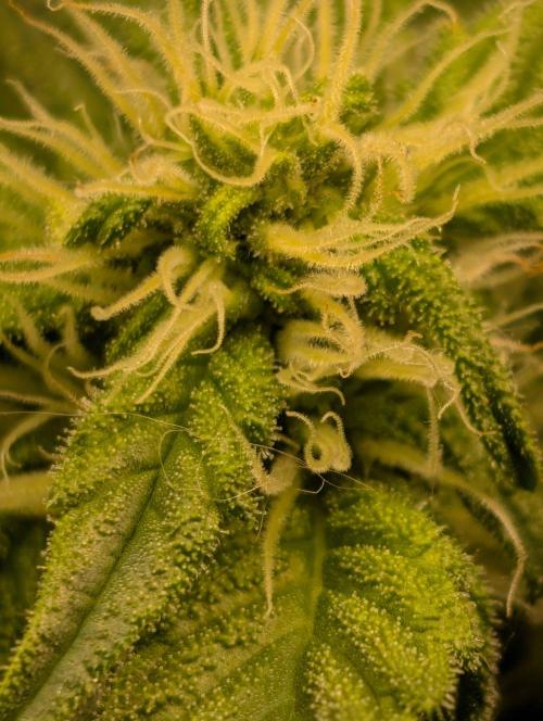 Sticky Broccoli DWC x Eternity Cup 2026. Week 9 - FD40