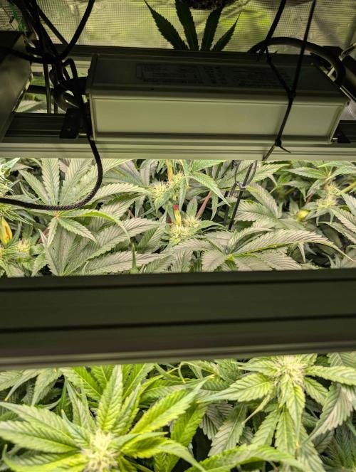 Sticky Broccoli DWC x Eternity Cup 2026. Week 9 - FD40