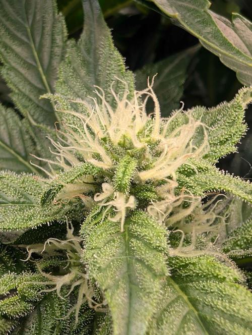 Sticky Broccoli DWC x Eternity Cup 2026. Week 10