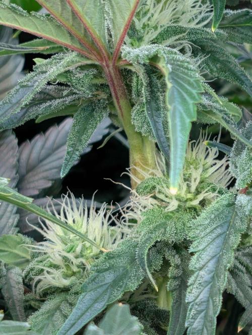Sticky Broccoli DWC x Eternity Cup 2026. Week 10