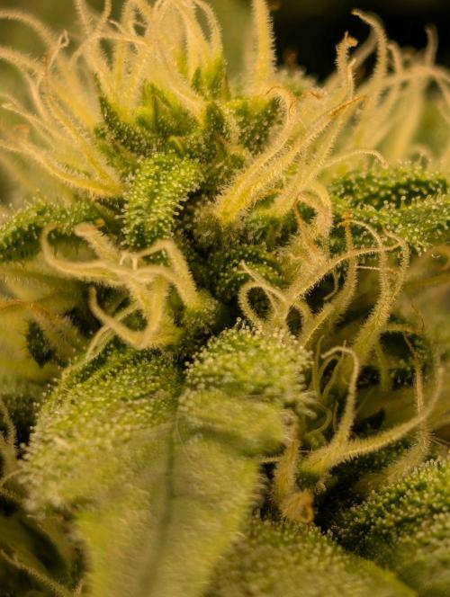 Sticky Broccoli DWC x Eternity Cup 2026. Week 10