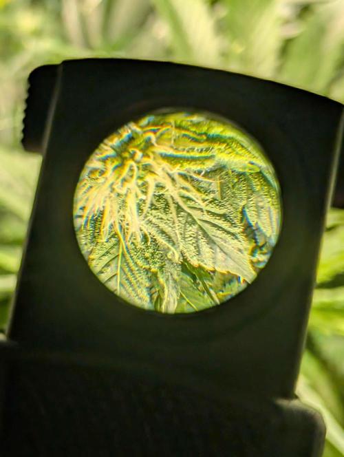 Sticky Broccoli DWC x Eternity Cup 2026. Week 10