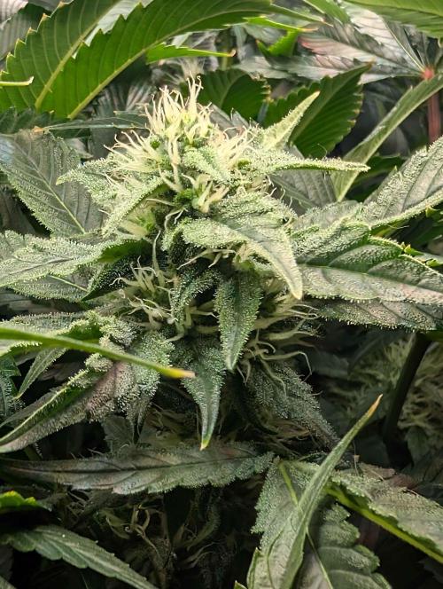 Sticky Broccoli DWC x Eternity Cup 2026. Week 10