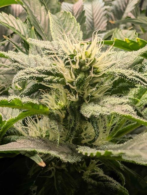 Sticky Broccoli DWC x Eternity Cup 2026. Week 10