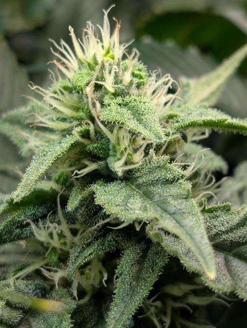 Sticky Broccoli DWC x Eternity Cup 2026. Week 11 - Day 49