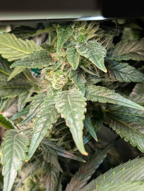 Sticky Broccoli DWC x Eternity Cup 2026. Week 11 - Day 49