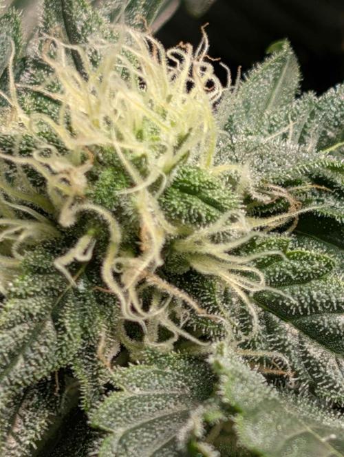Sticky Broccoli DWC x Eternity Cup 2026. Week 11 - Day 49