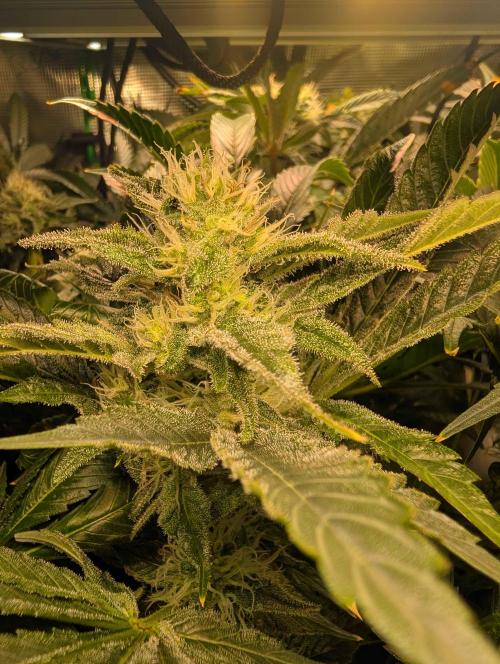 Sticky Broccoli DWC x Eternity Cup 2026. Week 11 - Day 54