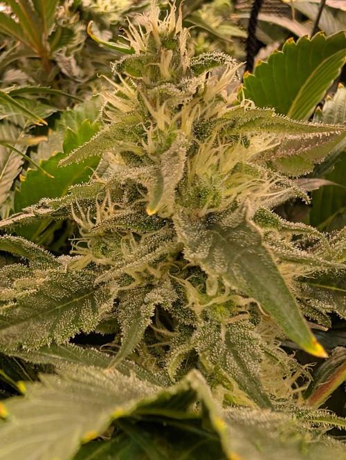 Sticky Broccoli DWC x Eternity Cup 2026. Week 11 - Day 54