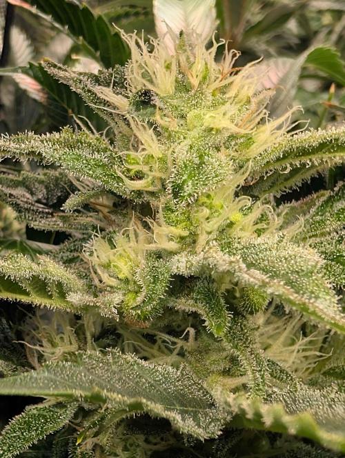 Sticky Broccoli DWC x Eternity Cup 2026. Week 11 - Day 54