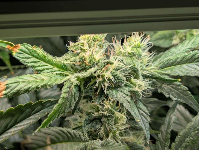 Sticky Broccoli DWC x Eternity Cup 2026. Week 11 - Day 54