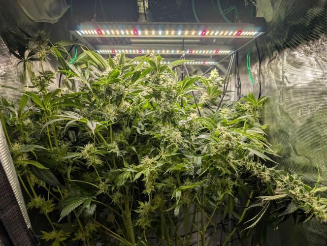 Sticky Broccoli DWC x Eternity Cup 2026. Week 11 - Day 55