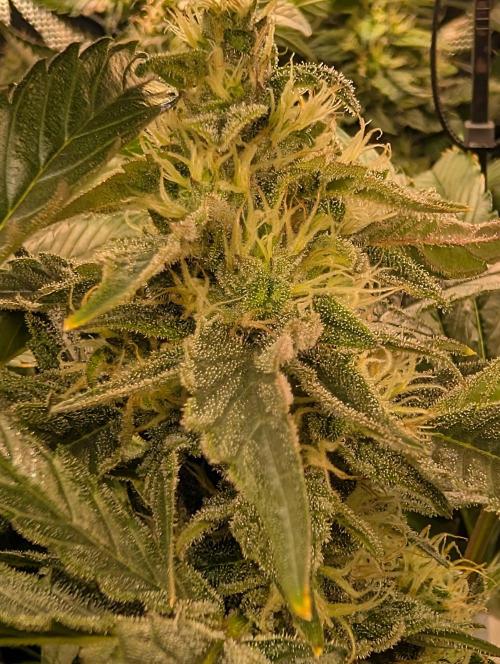 Sticky Broccoli DWC x Eternity Cup 2026. Week 12 - FD56