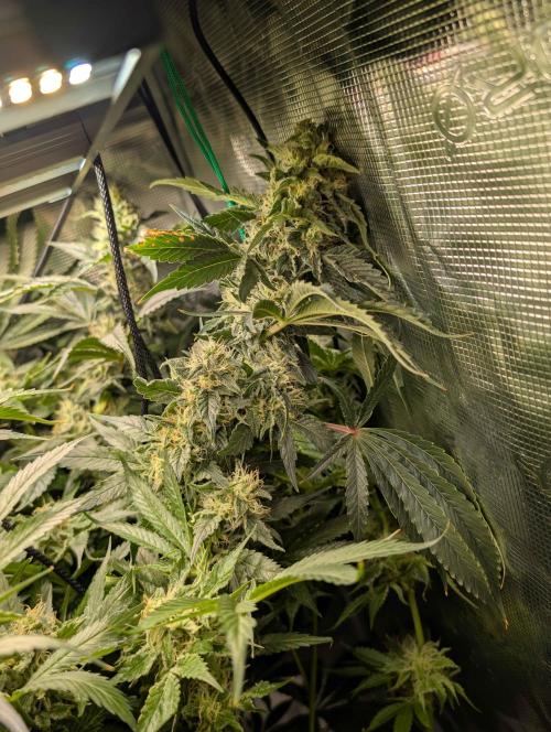 Sticky Broccoli DWC x Eternity Cup 2026. Week 12 - FD56