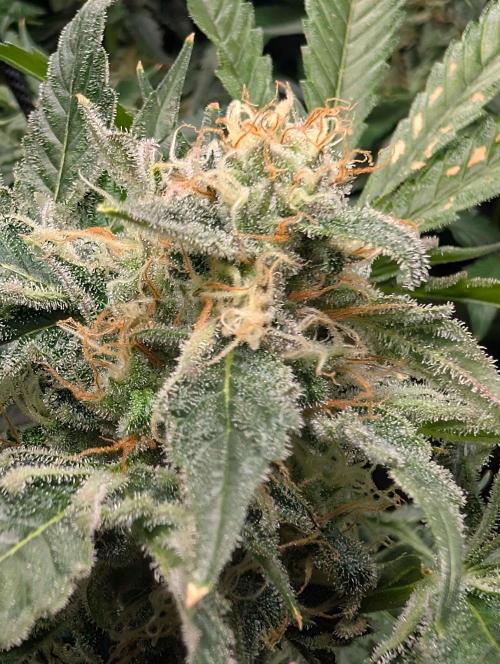 Sticky Broccoli DWC x Eternity Cup 2026. Week 12 - FD59