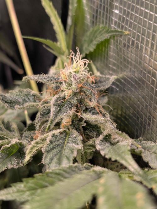 Sticky Broccoli DWC x Eternity Cup 2026. Week 12 - FD59