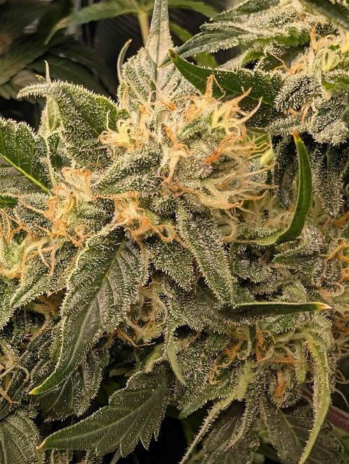 Sticky Broccoli DWC x Eternity Cup 2026. Week 12 - FD59