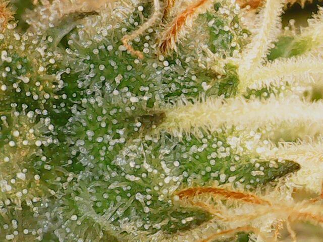 Sticky Broccoli DWC x Eternity Cup 2026. Week 12 - FD60