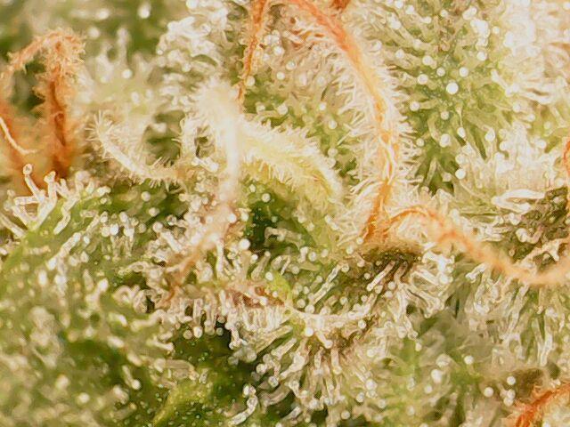 Sticky Broccoli DWC x Eternity Cup 2026. Week 12 - FD60