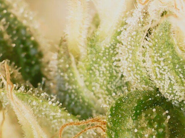 Sticky Broccoli DWC x Eternity Cup 2026. Week 12 - FD60