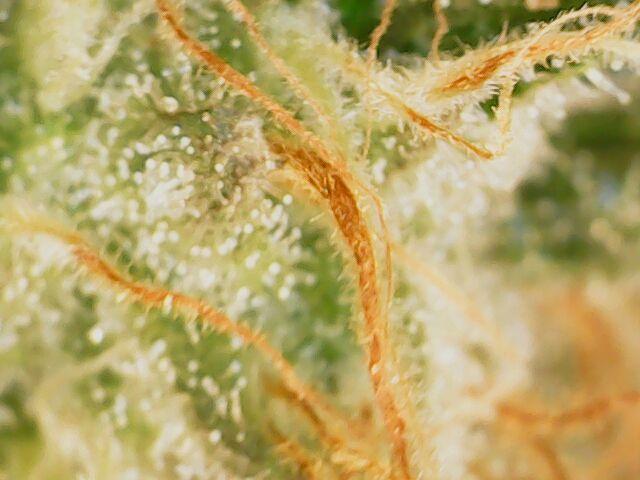 Sticky Broccoli DWC x Eternity Cup 2026. Week 12 - FD60